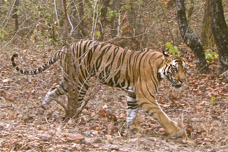 Tiger vs. Cow: Risk Models Help Beat the Odds | Conservation India