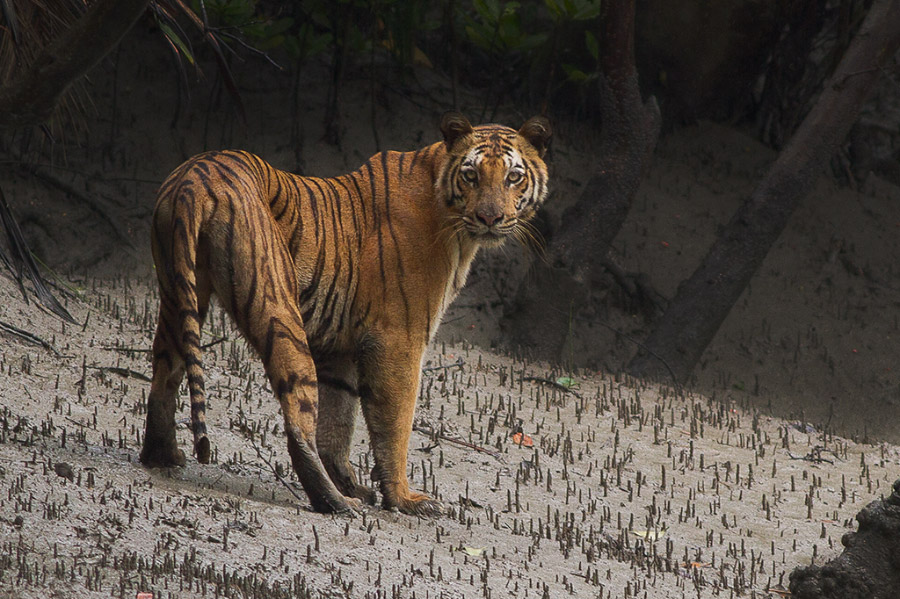 Swamp tiger, Sundarbans | Conservation India