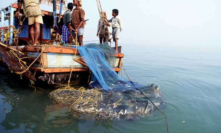 Declining Indian Fisheries: Perceptions of Fisher Folk from